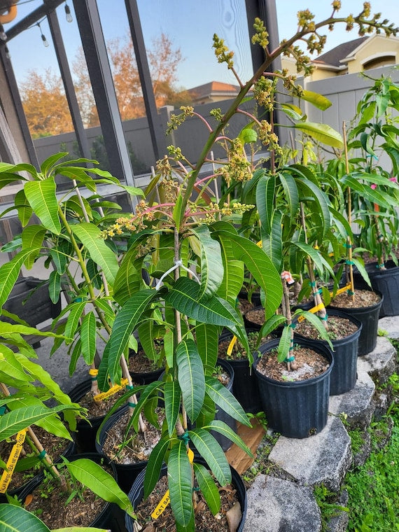 JUICY PEACH Semi Dwarf Mango Tree