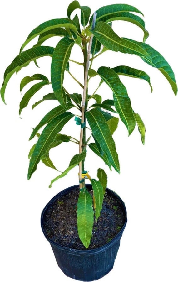 Dwarf COGSHALL Mango Tree