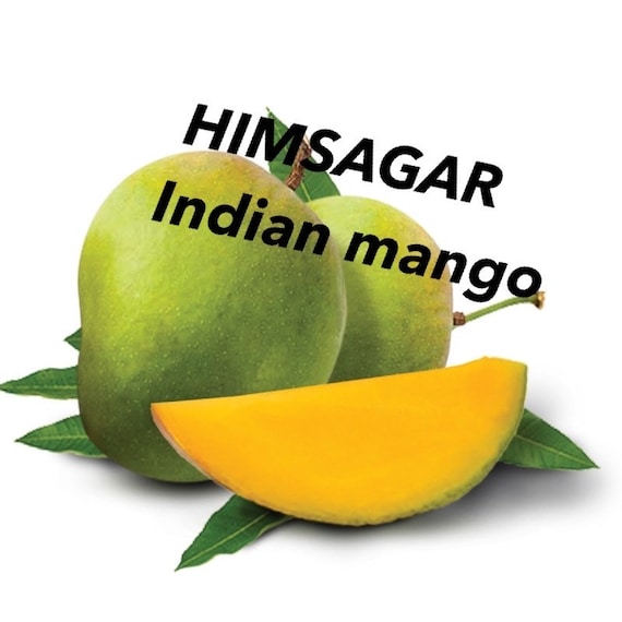 HIMSAGAR Indian Mango Tree