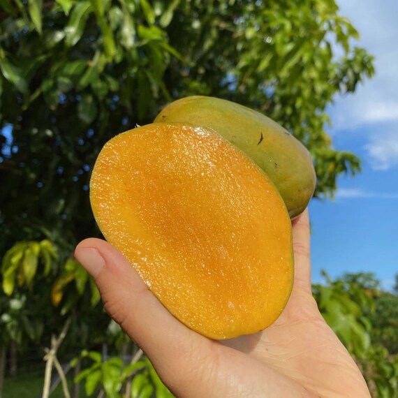 SUPER JULIE Mango Tree