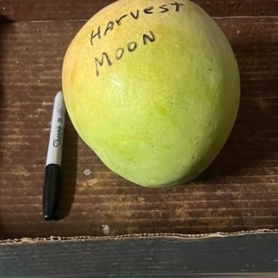 HARVEST MOON Mango Tree