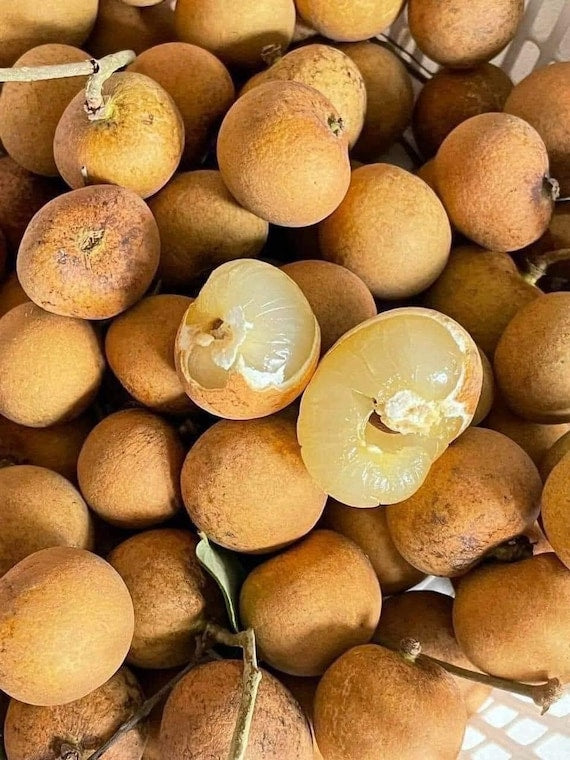 BIEWKIEW Thailand Longan. Nhãn Bắp Cải hột tiêu