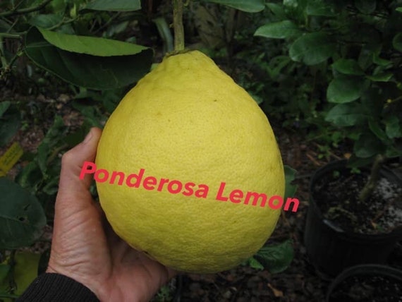 PONDEROSA LEMON Tree