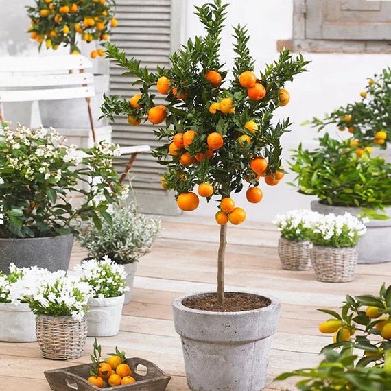 OWARI MANDARIN SATSUMA Semi Dwarf Tree