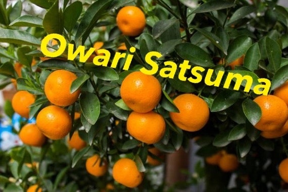 OWARI MANDARIN SATSUMA Semi Dwarf Tree