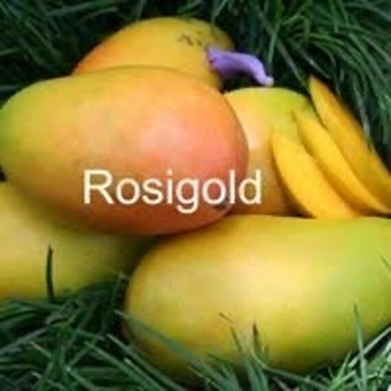 ROSIGOLD MANGO Tree