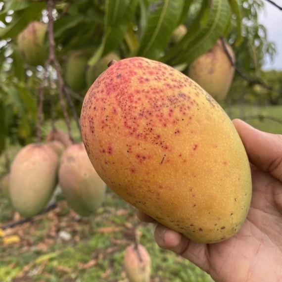 ROSIGOLD MANGO Tree