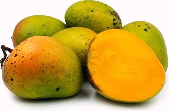 SUPER ALPHONSO MANGO Tree