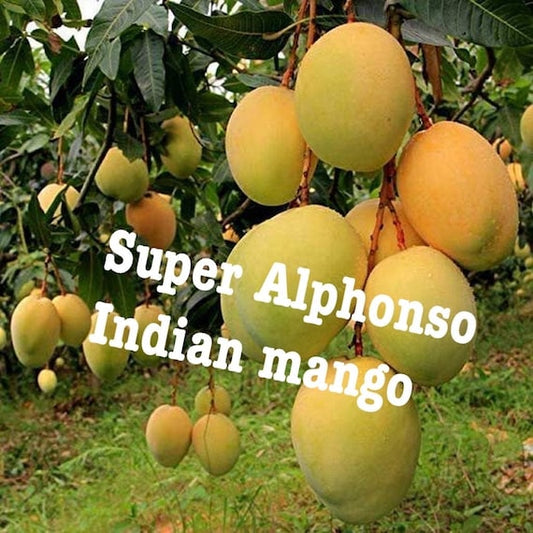 SUPER ALPHONSO MANGO Tree
