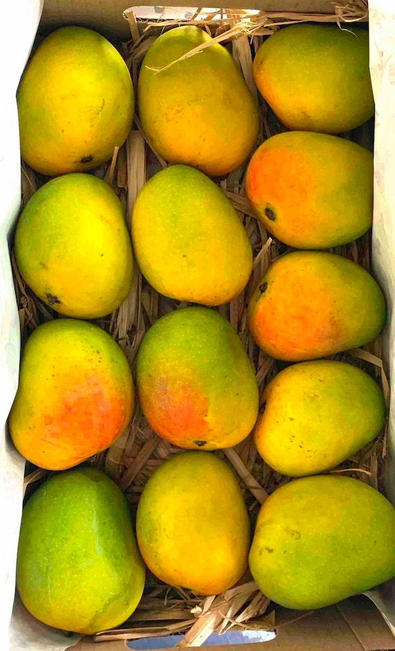 SUPER ALPHONSO MANGO Tree