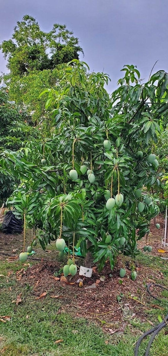 CAT HOA LOC Mango Tree