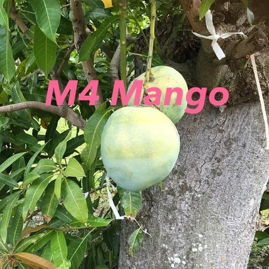 M4 Mango Tree