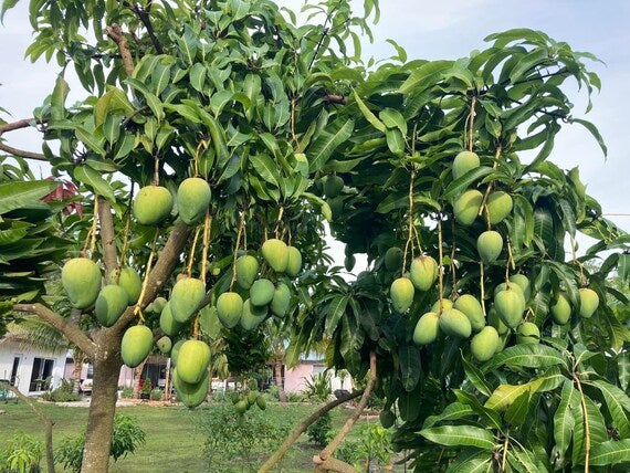 SWEET TART Mango Tree