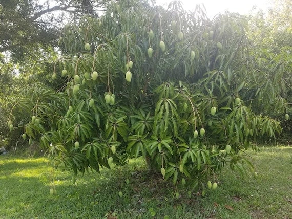 OKRUNG TONG Mango Tree