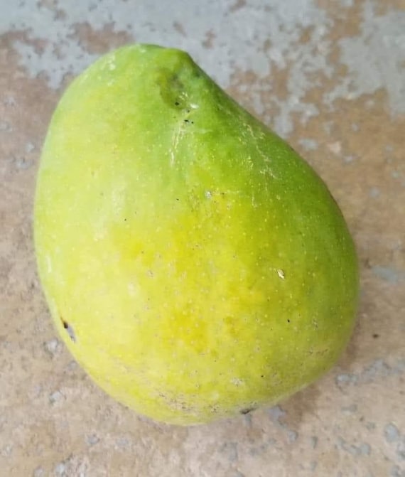 SEIN TA LONE aka Guava/ Diamond Solitaire Mango Tree