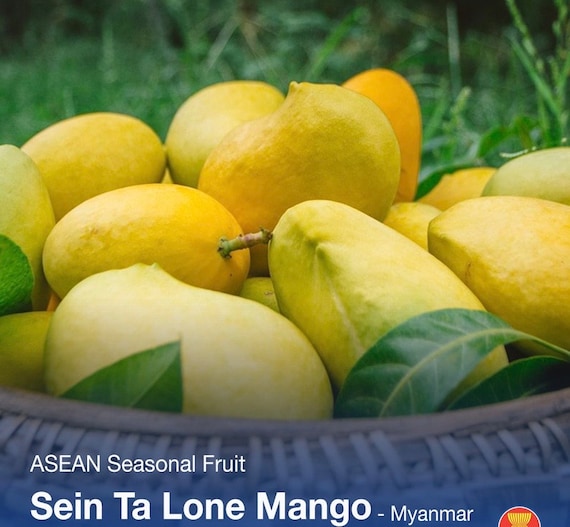 SEIN TA LONE aka Guava/ Diamond Solitaire Mango Tree