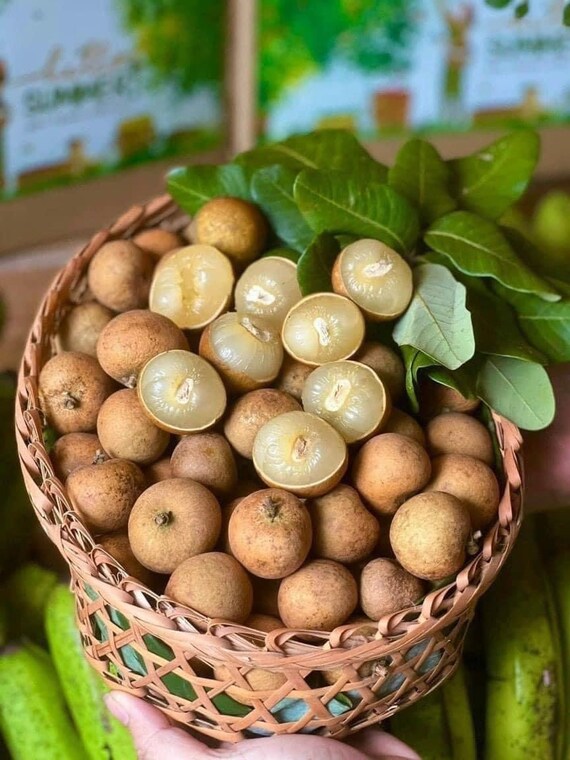 KOHALA - HAWAII LONGAN Fruit Tree. Nhãn Hawaii