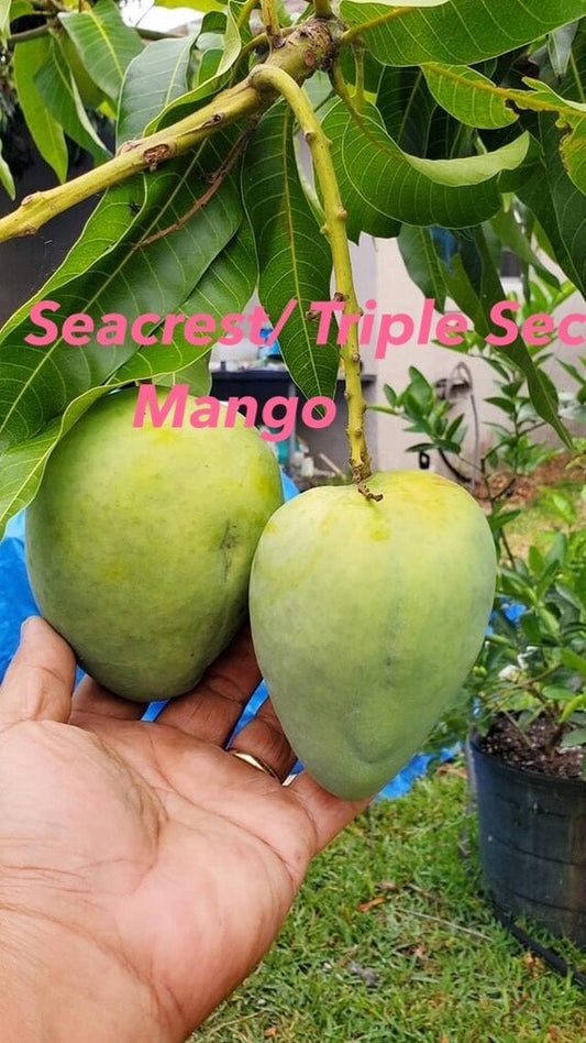 SEACREST/ TRIPLE SEC Mango Tree