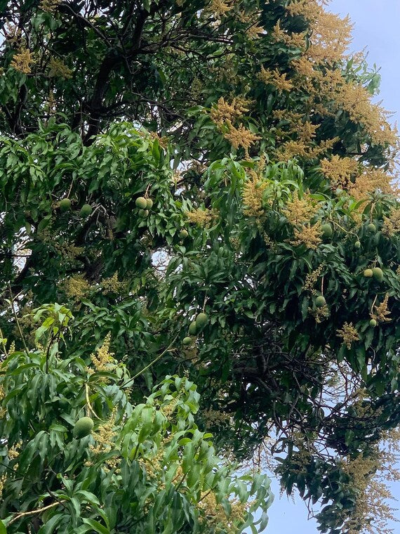 EDWARD Mango Tree