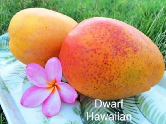 DWARF HAWAIIAN Mango Tree