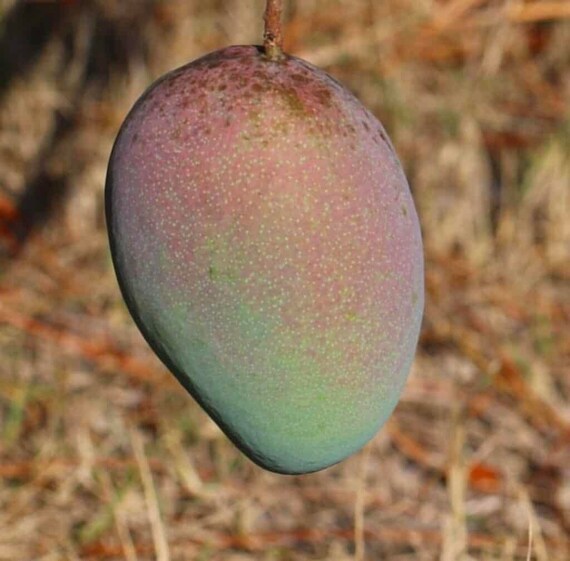 FRUIT PUNCH MANGO Tree