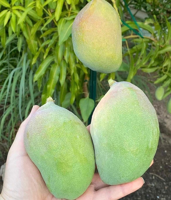 FRUIT PUNCH MANGO Tree