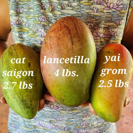 CAT SAIGON Mango Tree