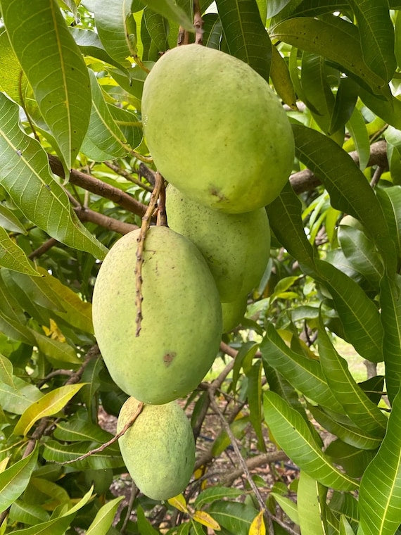 COCONUT CREAM Semi Dwarf Mango Tree