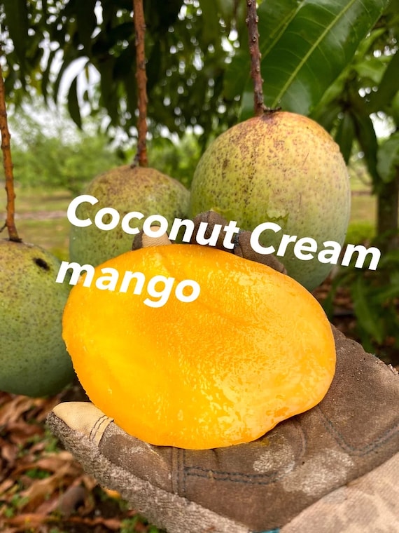 COCONUT CREAM Semi Dwarf Mango Tree