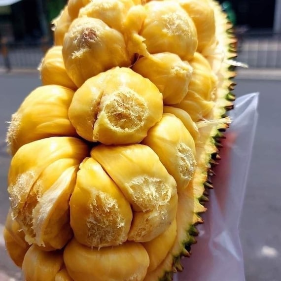 Grafted JACKFRUIT Tree - Cheena Variety