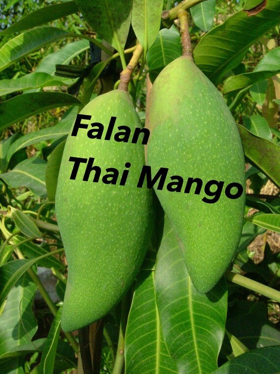 FALAN Thai DWARF Mango Tree
