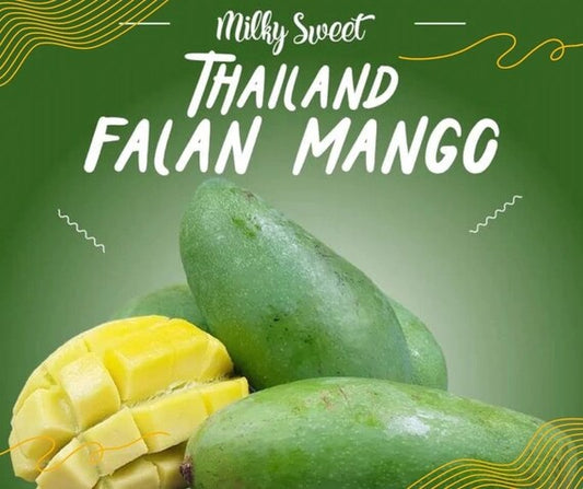 FALAN Thai DWARF Mango Tree