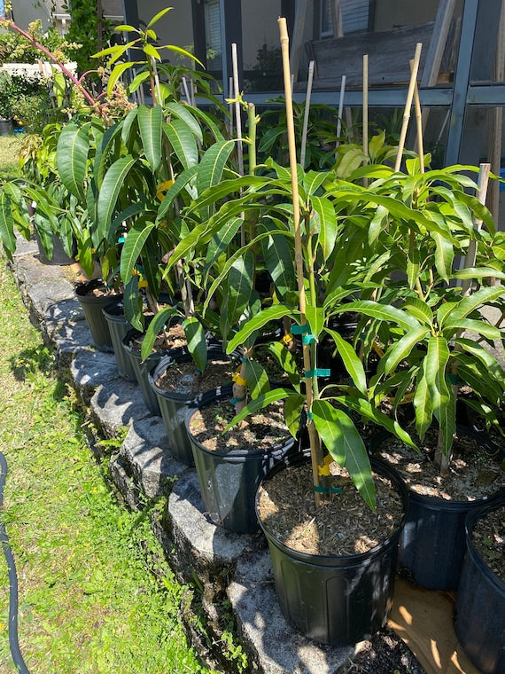FALAN Thai DWARF Mango Tree