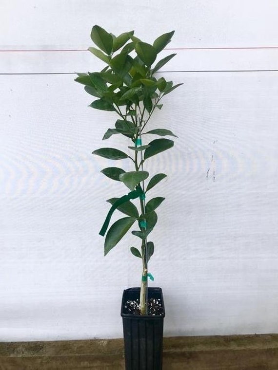 Dwarf SANBOKAN LEMON Tree