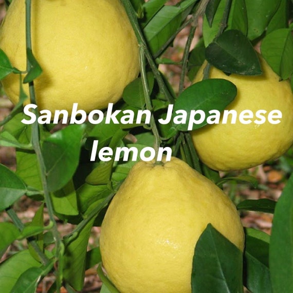 Dwarf SANBOKAN LEMON Tree