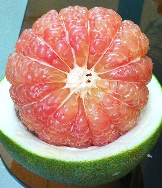 Pink POMELO/Pommelo Tree Bưởi Da Xanh Ruột Hồng