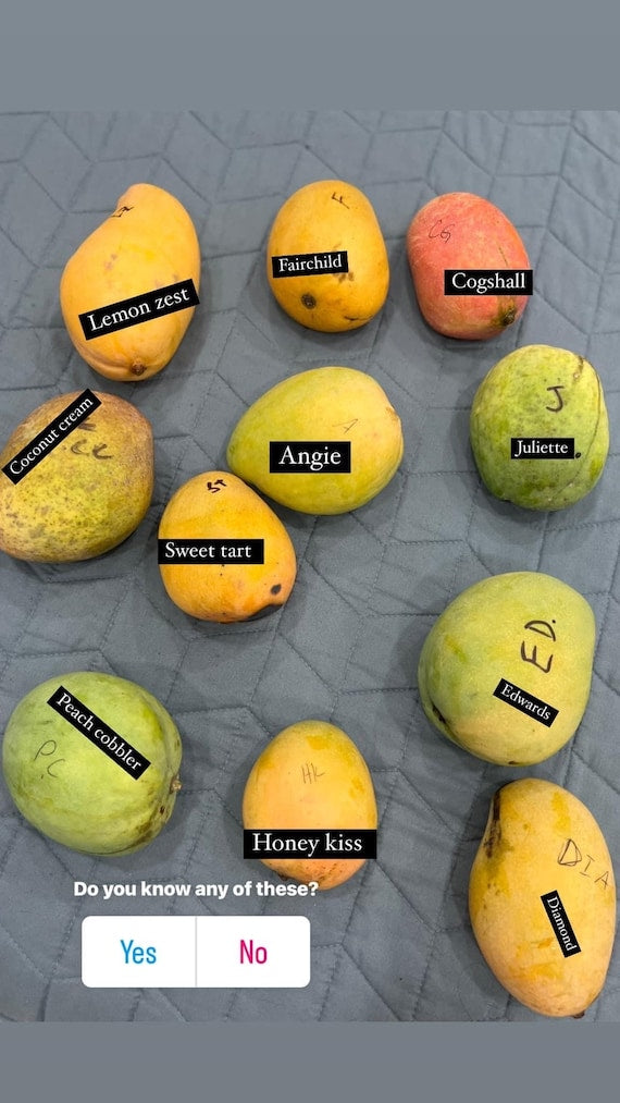 HONEY KISS Mango Tree