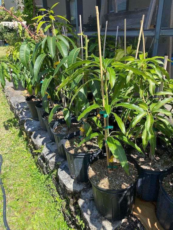 SEIN TA LONE aka Guava/ Diamond Solitaire Mango Tree