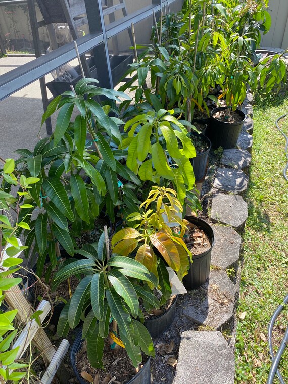 GLENN Dwarf Mango Tree