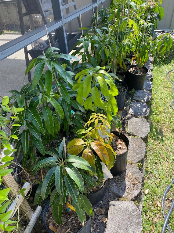 JUICY PEACH Semi Dwarf Mango Tree