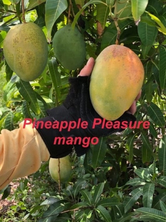 PINEAPPLE PLEASURE Mango Tree.