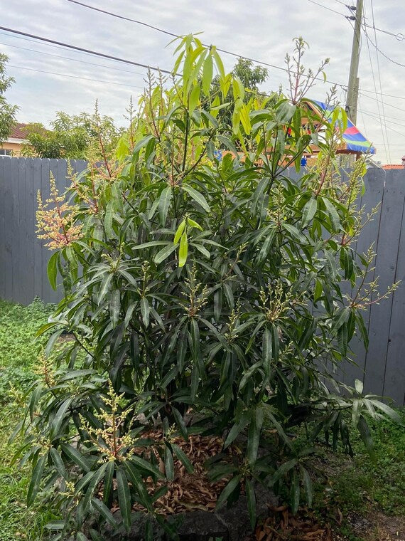 DWARF HAWAIIAN Mango Tree