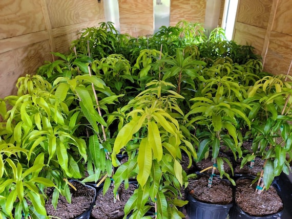 DWARF HAWAIIAN Mango Tree