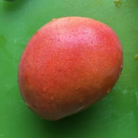 PHOENIX Mango Tree