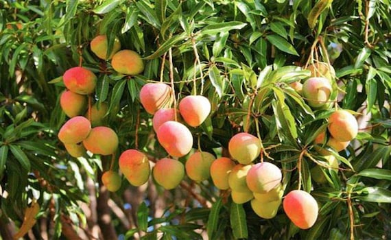 PHOENIX Mango Tree