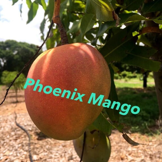 PHOENIX Mango Tree