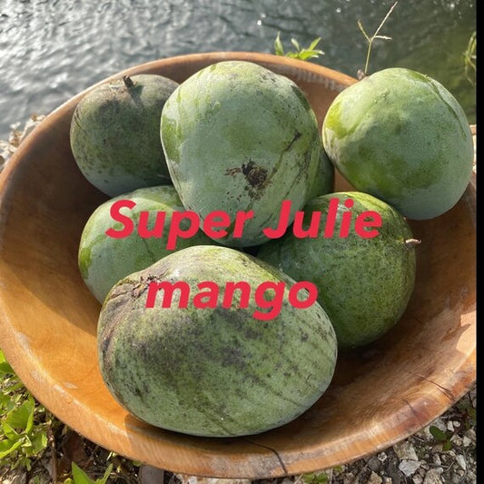 SUPER JULIE Mango Tree