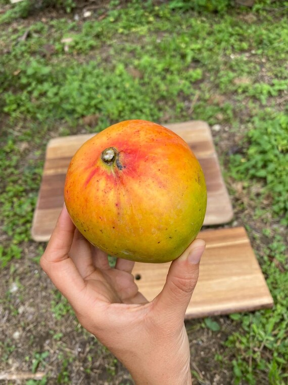 JUICY PEACH Semi Dwarf Mango Tree