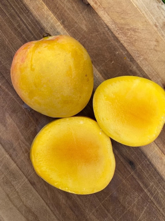 JUICY PEACH Semi Dwarf Mango Tree