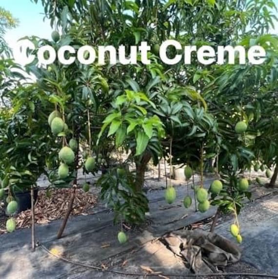 COCONUT CREAM Semi Dwarf Mango Tree